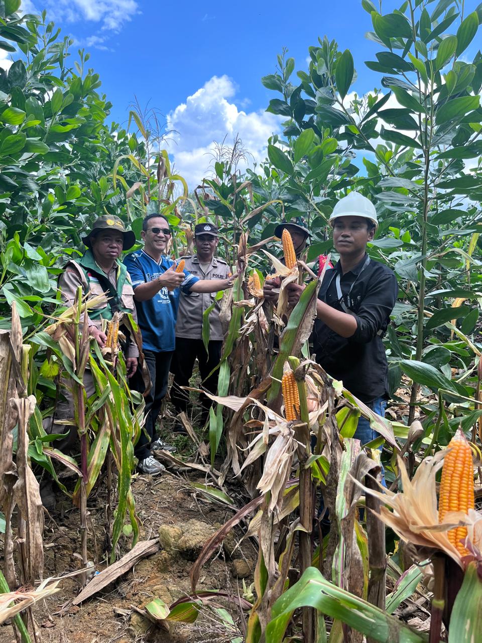 Seremonial kegiatan panen jagung MUK PT. WHP.